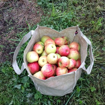 apples