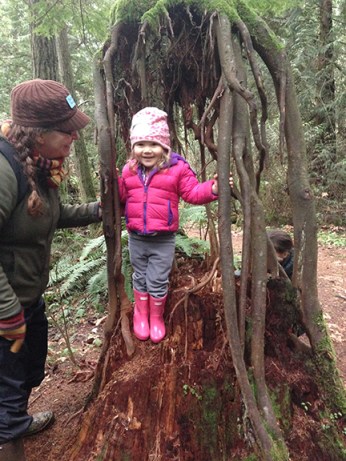 tt-tree-laine