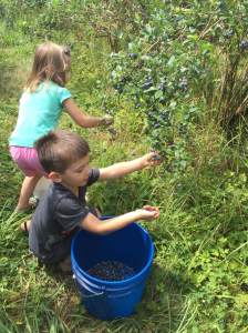 44blueberry-kiddos