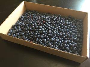 47blueberries