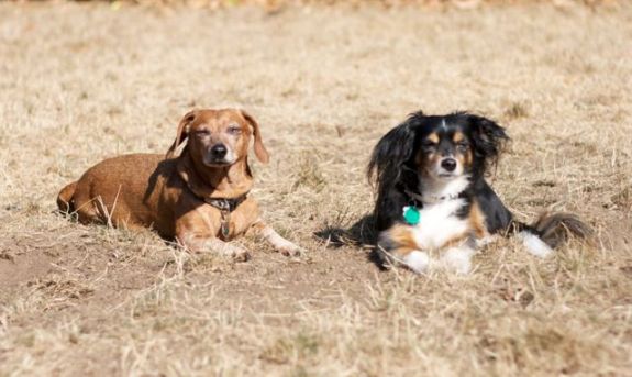 puppers