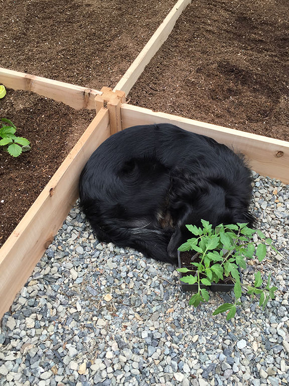 11-garden2016