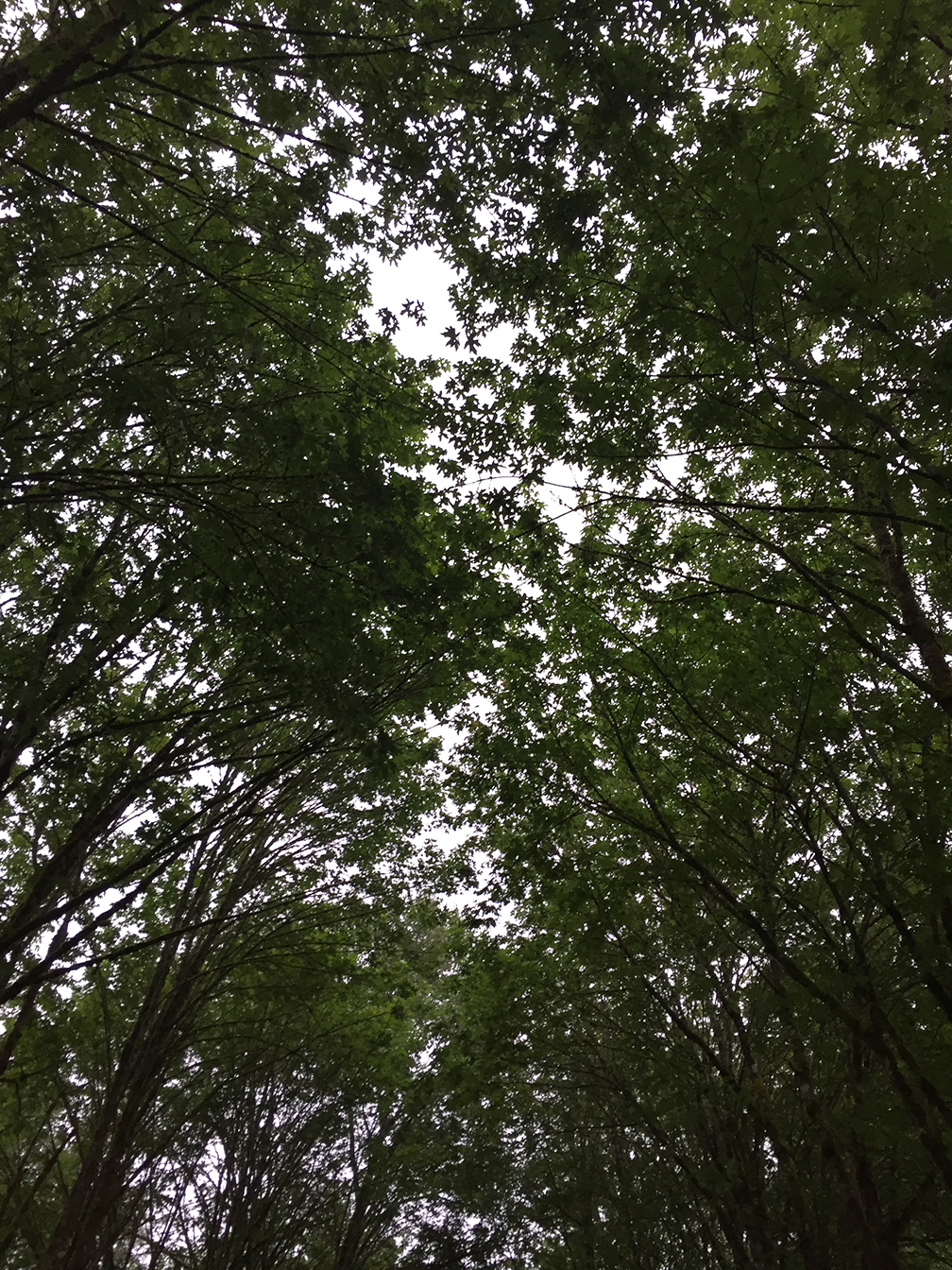 17-may15trailwalk