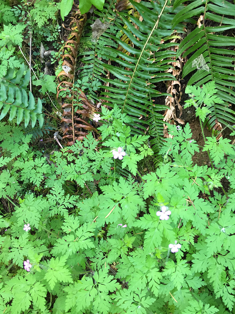 20-may20hike