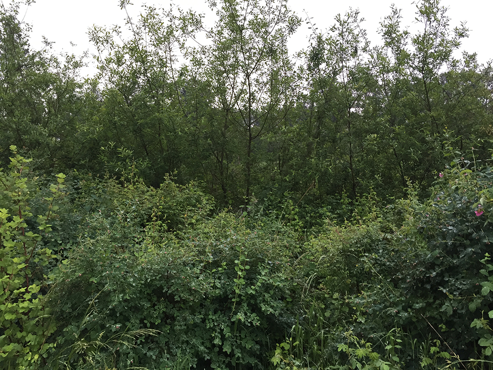 34-may15trailwalk