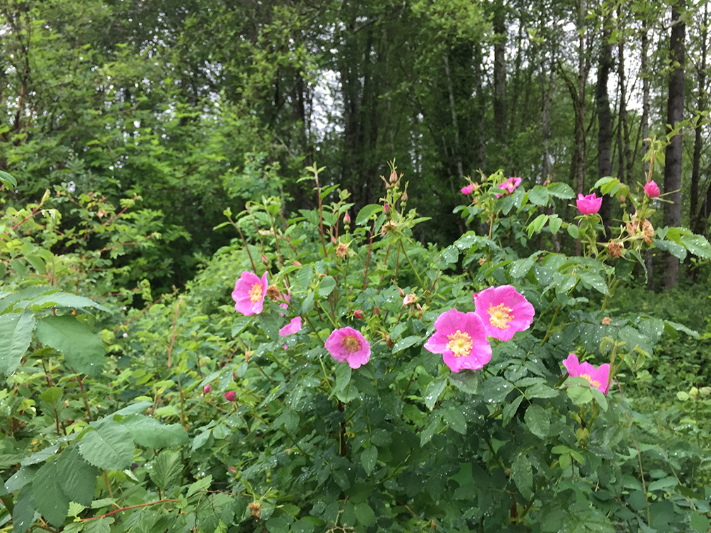 40-may15trailwalk