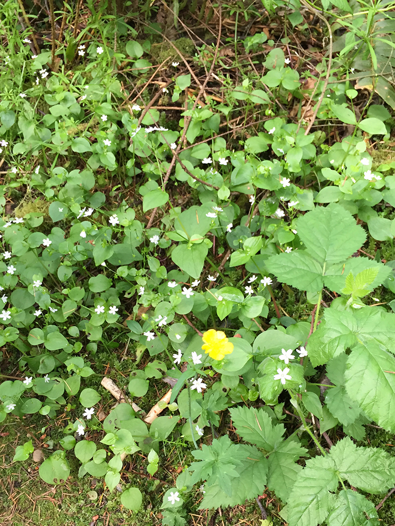 40-may20hike