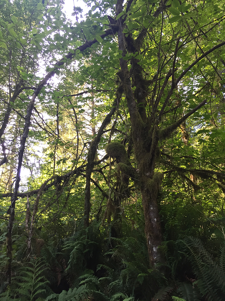 33-jun5mosslakehike