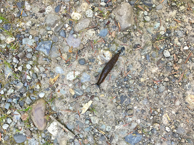 35-jun5mosslakehike