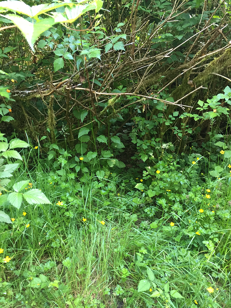 46-jun5mosslakehike