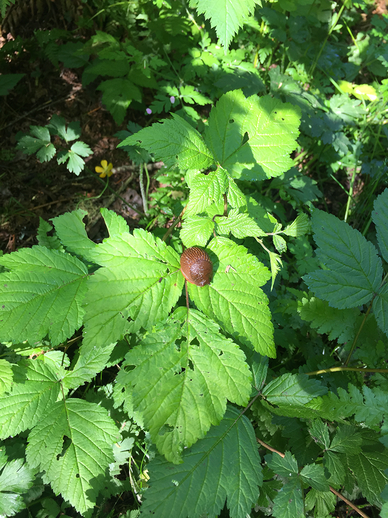 48-jun5mosslakehike