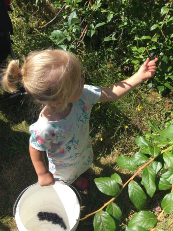 23-aug2016blueberrypicking