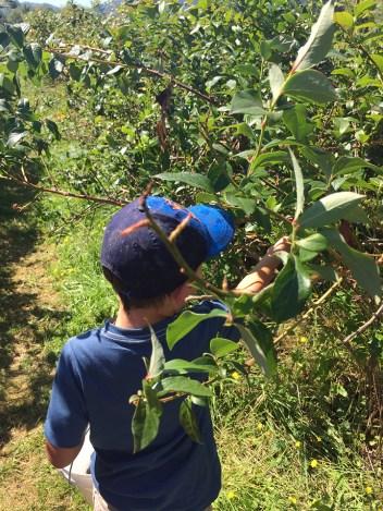 27-aug2016blueberrypicking