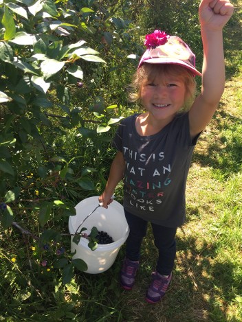 30-aug2016blueberrypicking