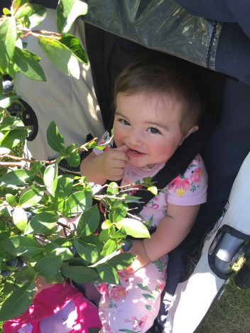 39-aug2016blueberrypicking