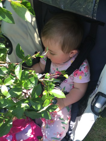 40-aug2016blueberrypicking