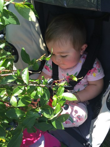 41-aug2016blueberrypicking