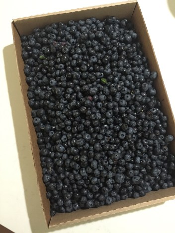 45-aug2016blueberrypicking